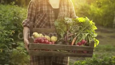 在生态农场，农民手拿装满新鲜有机蔬菜、土豆、胡萝卜、西红柿、甜菜、萝卜的木箱